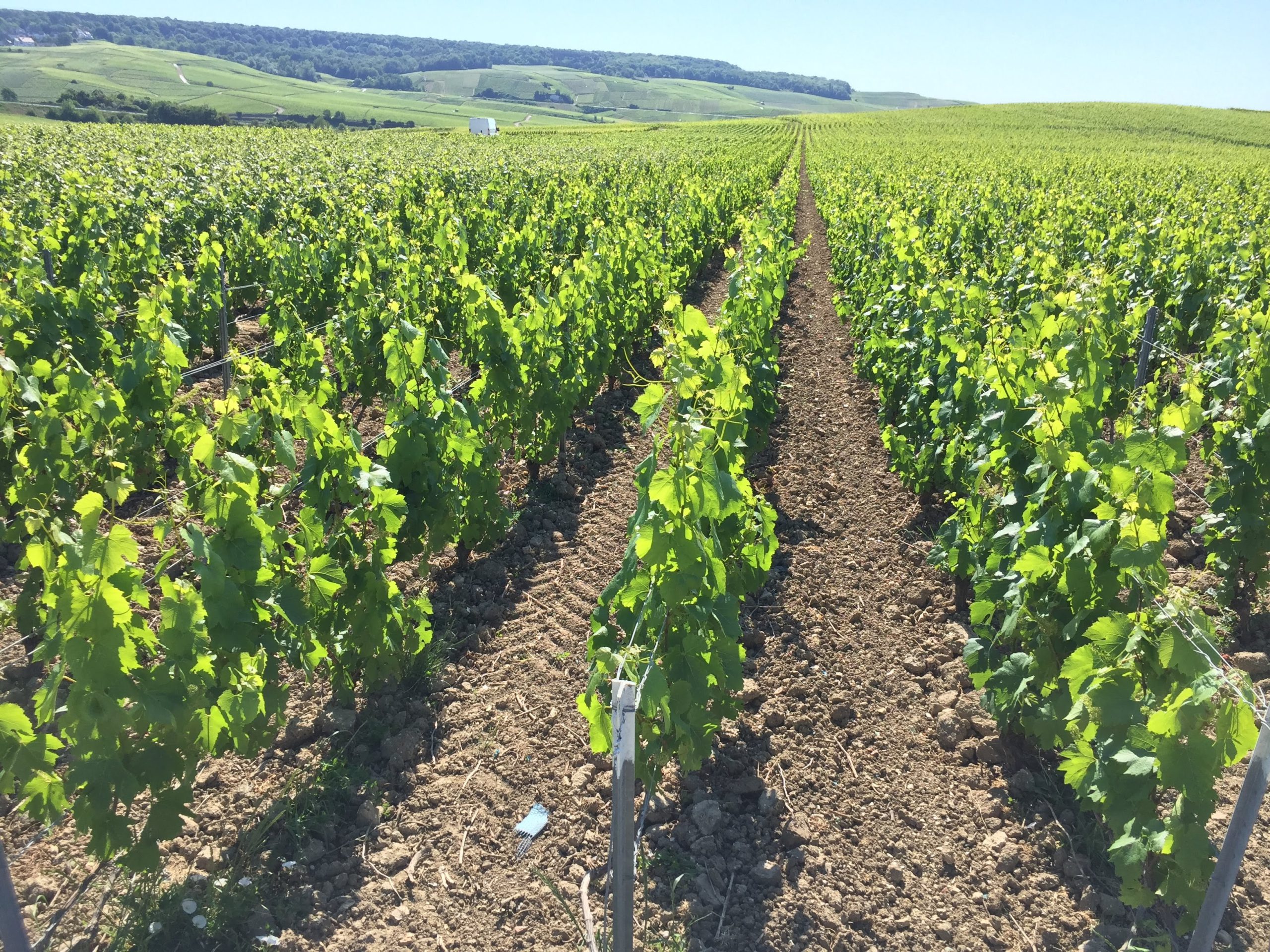 27. Juni 2026: Weintasting Blancs & Bubbles around the World